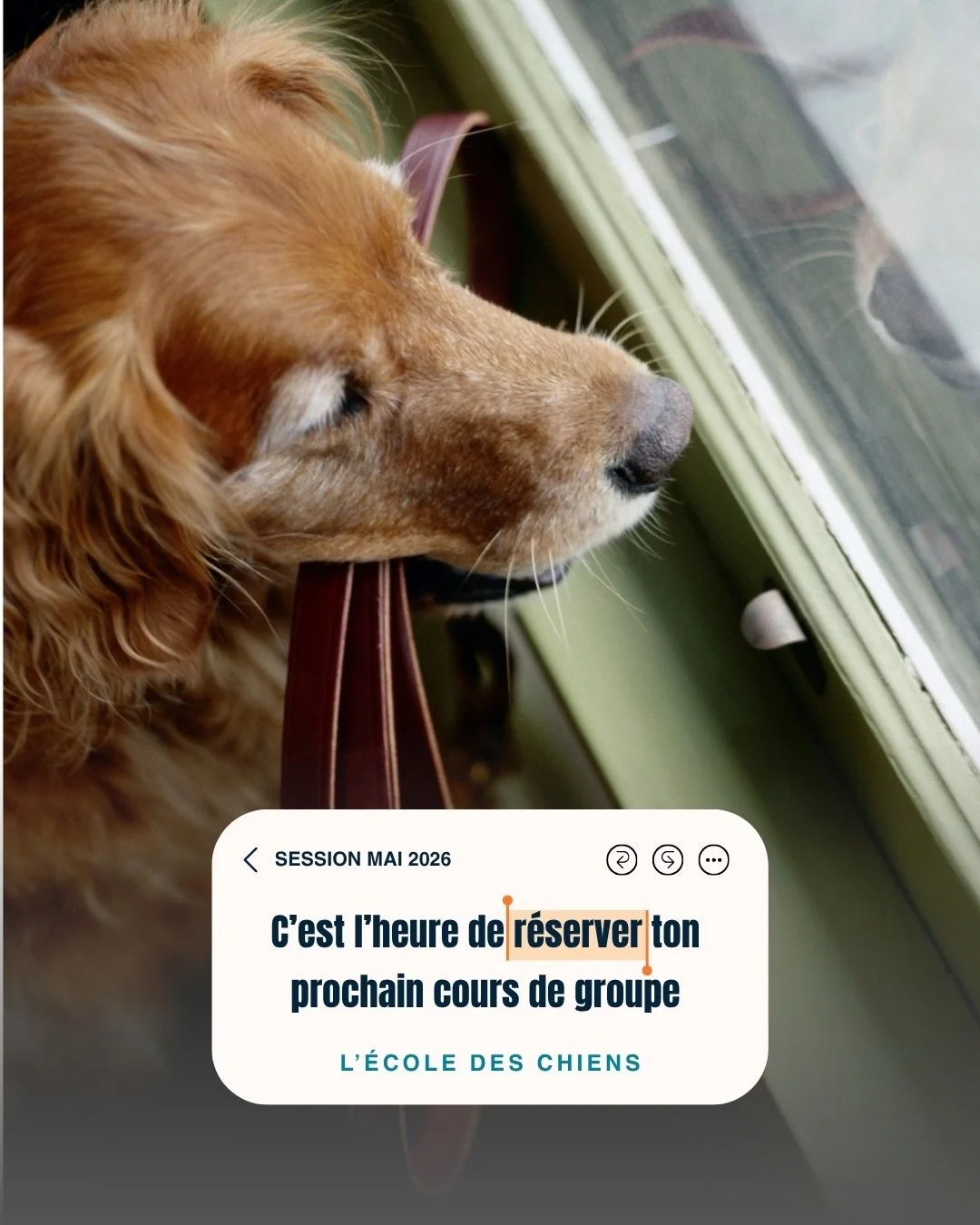 Des cours de groupe o&ugrave; ton chien apprend, autant que toi! Rejoins notre session de mai (lien en bio) 

Maternelle, primaire, secondaire, sauts et autocontr&ocirc;les, programme jeun entra&icirc;neur&hellip; et dans chaque cours, la m&ecirc;me 
