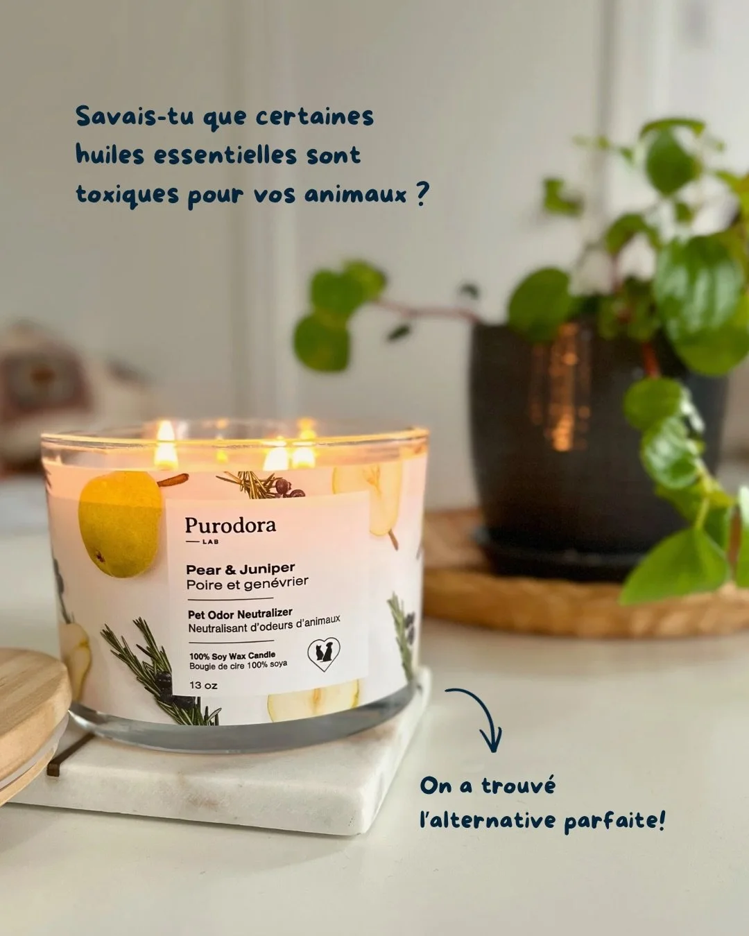 Parce qu&rsquo;on aime tous allumer une bougie pour se sentir bien chez soi, mais on ne veut surtout pas mettre en danger nos animaux!

Vous l&rsquo;avez vu en primeur dans la Gazette des Poilus : les bougies Purodora Lab sont arriv&eacute;es en bout