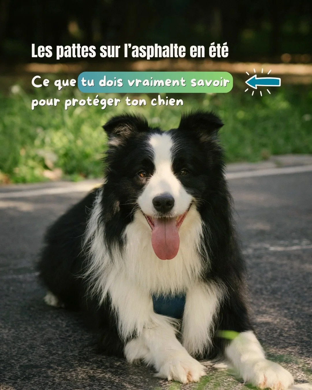 ⚠️ &Agrave; 30 degr&eacute;s, la surface peut atteindre 57 degr&eacute;s sous les pattes de ton chien. Voici ce que tu as besoin de savoir 🐾☀️

Enregistre pour plus tard 🙌

Et toi, comment tu d&eacute;penses ton chien quand il fait trop chaud dehor