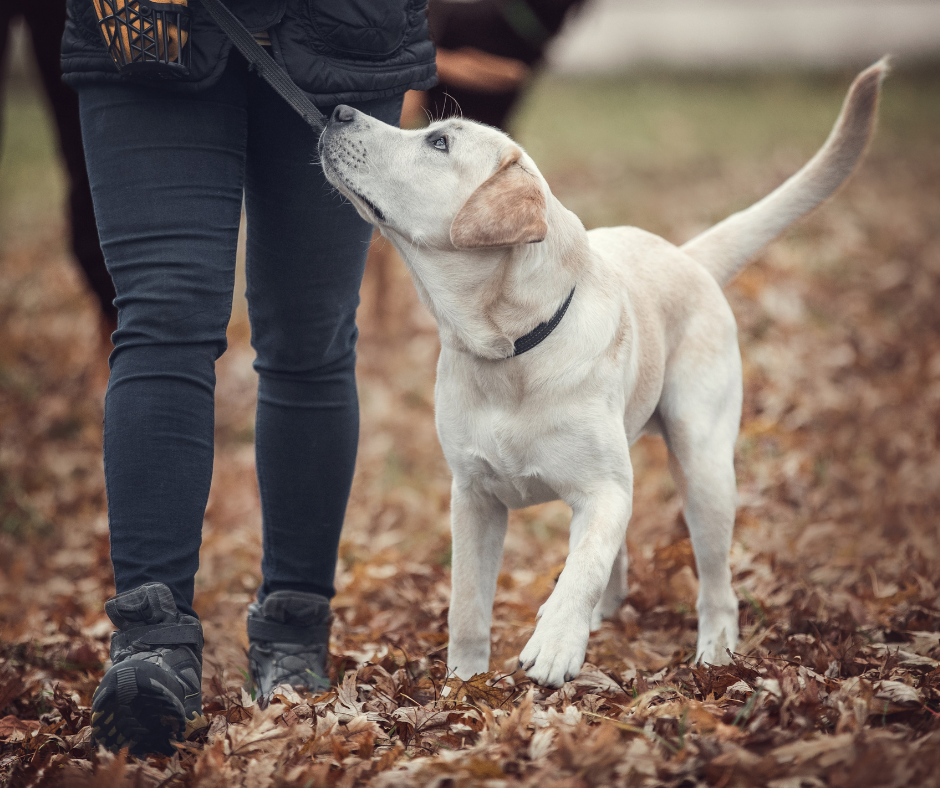 Un chien Labrador beige marche dans des feuilles mortes, allant vers une personne dont seul le bas du corps est visible.