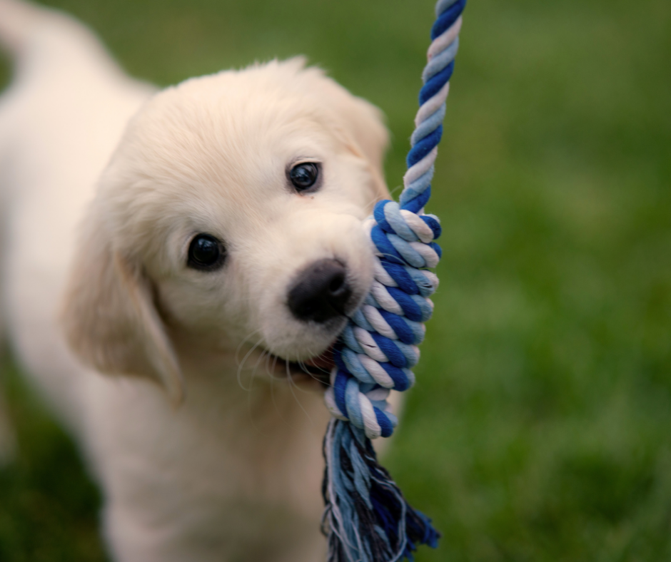 Chiot Labrador blanc jouant avec une corde bleue et blanche dans un jardin vert.