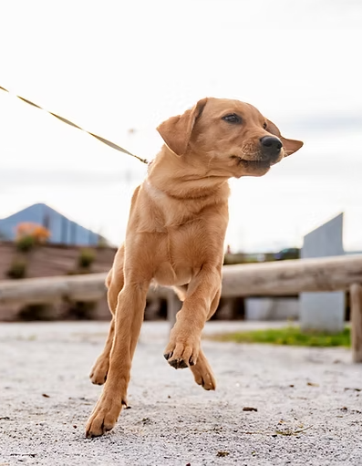 Un chien Labrador roux sautant sur un sol en extérieur avec des bâtiments en arrière-plan