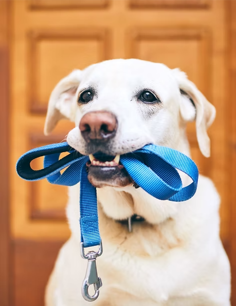 Un chien blanc tenant une laisse bleue dans la bouche, avec un fond en bois.