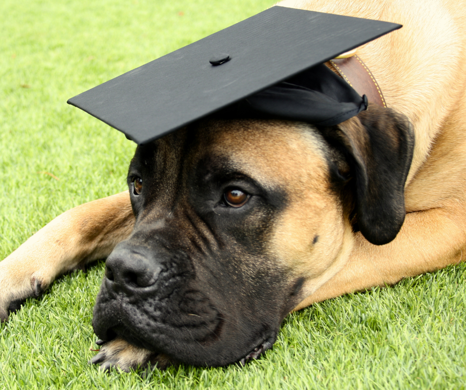 Chien allongé sur l'herbe portant un mortier de diplômé avec toque