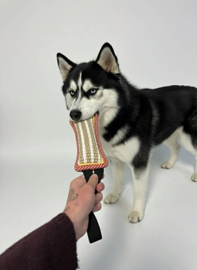 Tug d'entraînement - 31 po