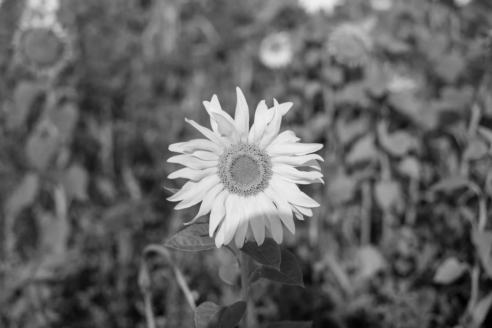 WhatsApp Image 2025-12-23 at 22.23.13 (10).jpeg