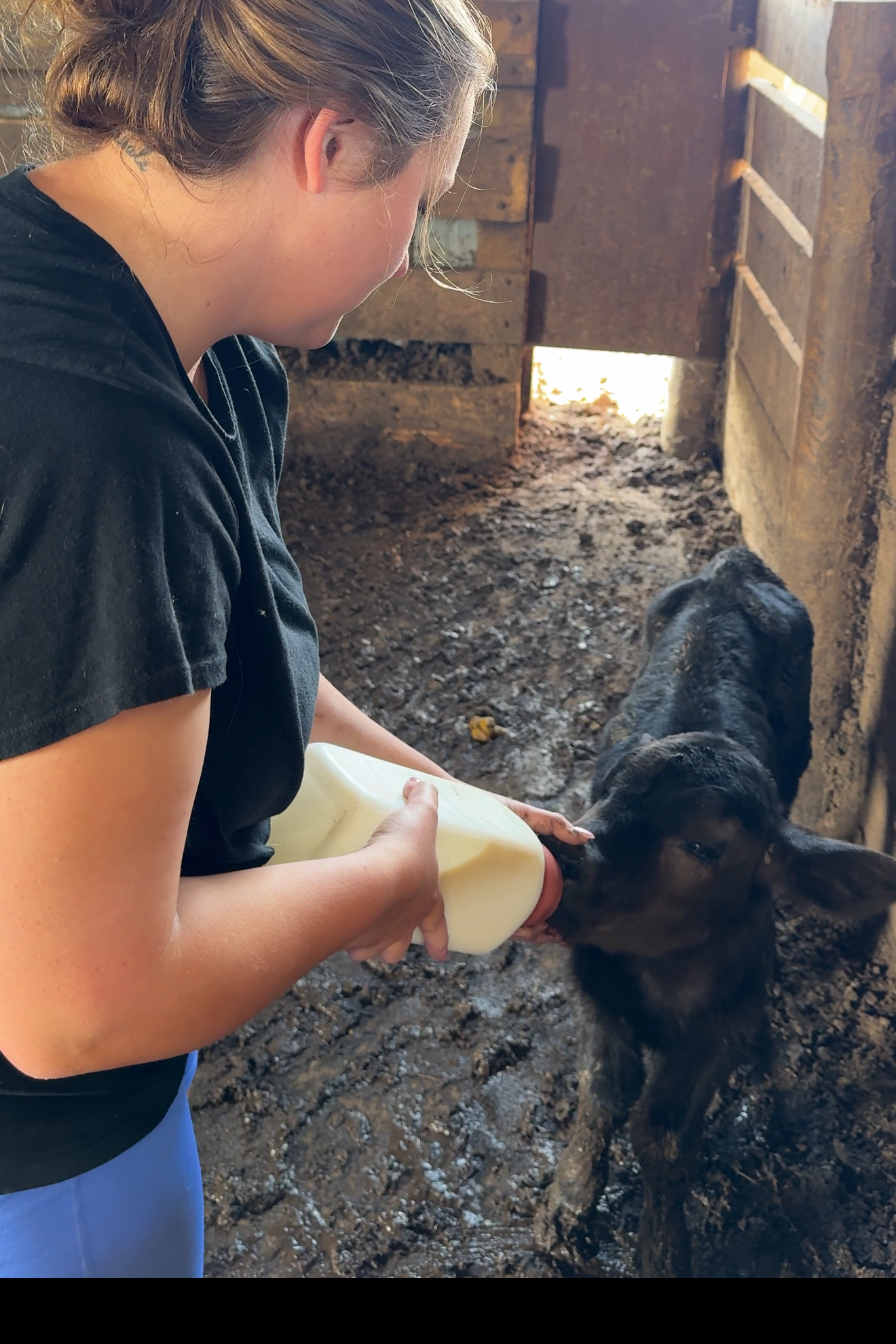 A young woman in a black shirt is feeding a black calf with a bottle of milk in a farm setting with wooden structures and dirt ground.