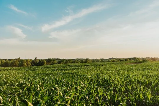 Coming Soon- Cow Kid