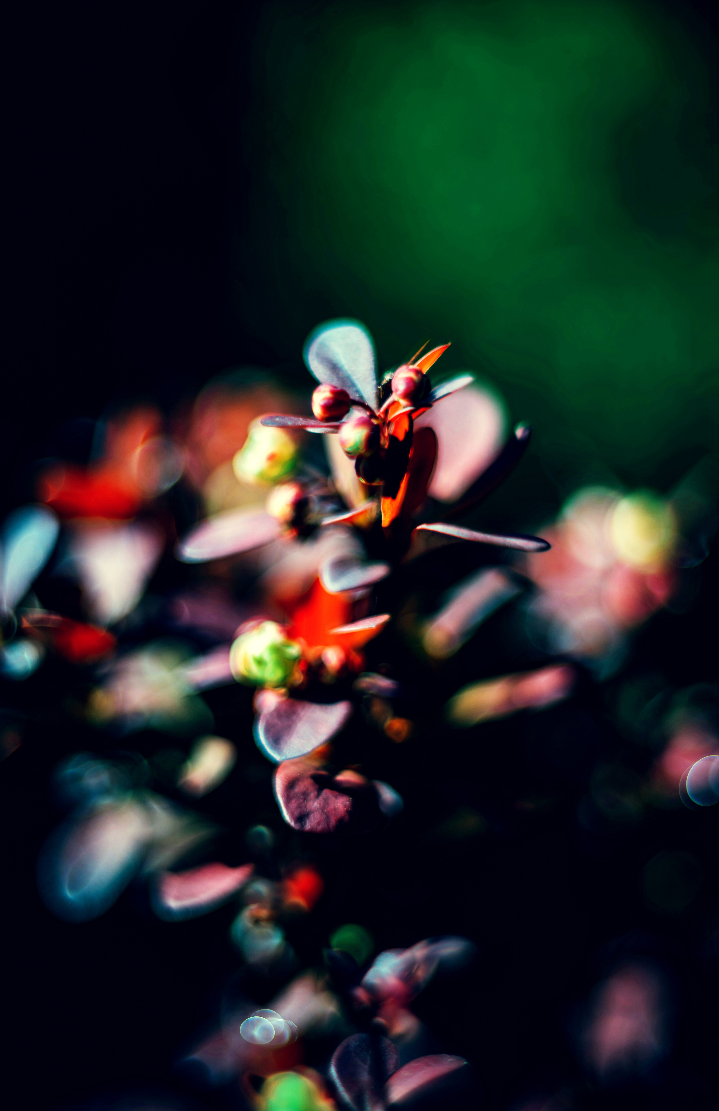 a close-up photograph of a colorful plant in riga latvia
