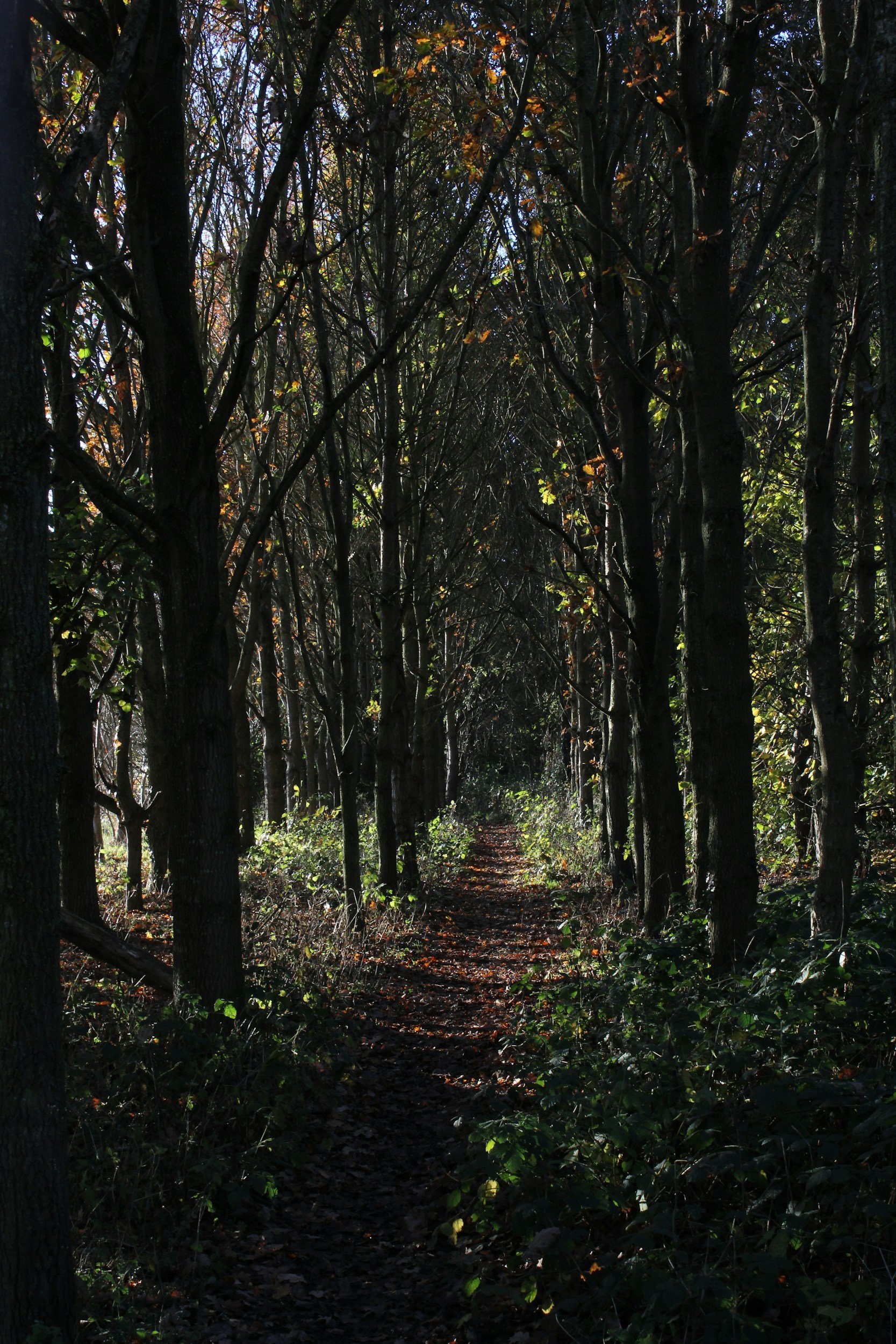 A narrow dirt path through a dense forest with tall trees arching over the trail and sunlight filtering through the branches.