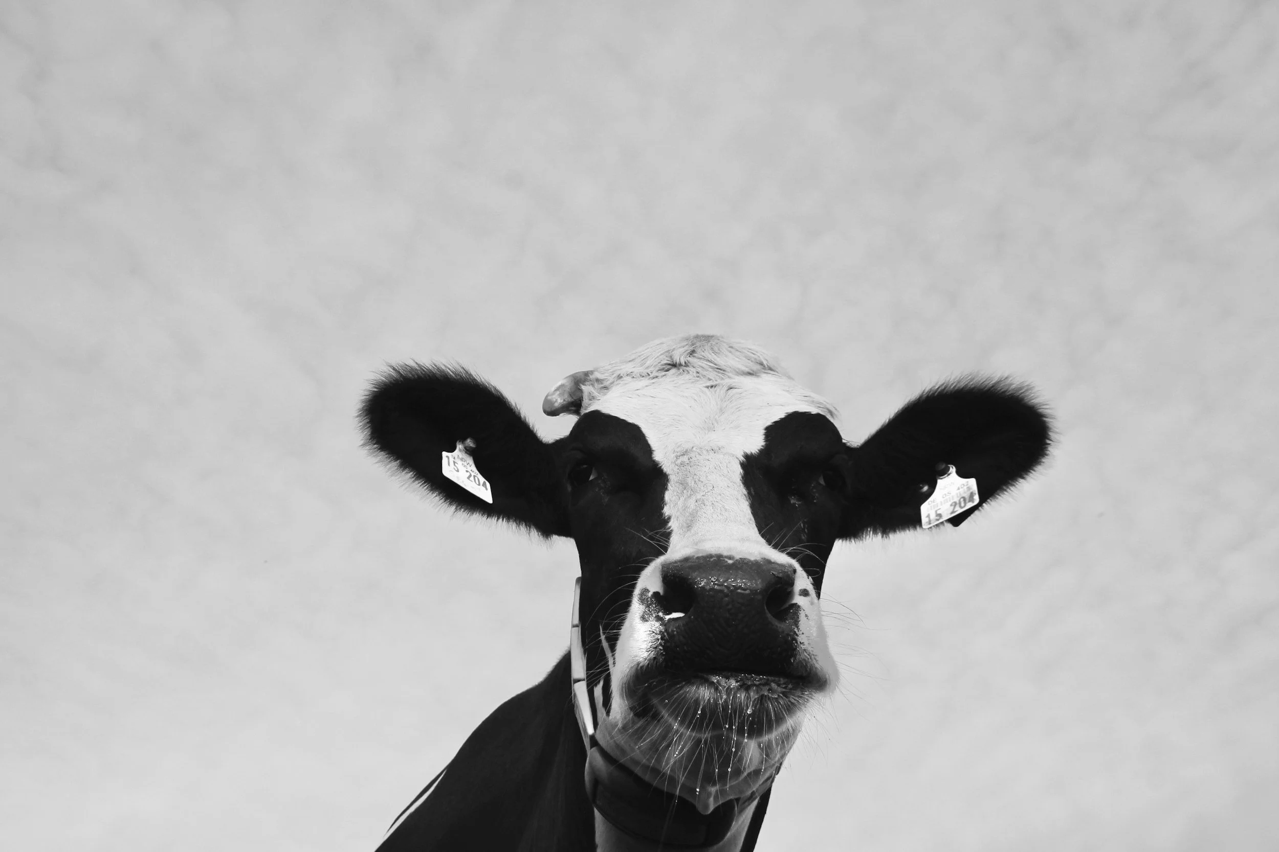 Close-up black and white photo of a cow's face against a cloudy sky, with tags visible on its ears.