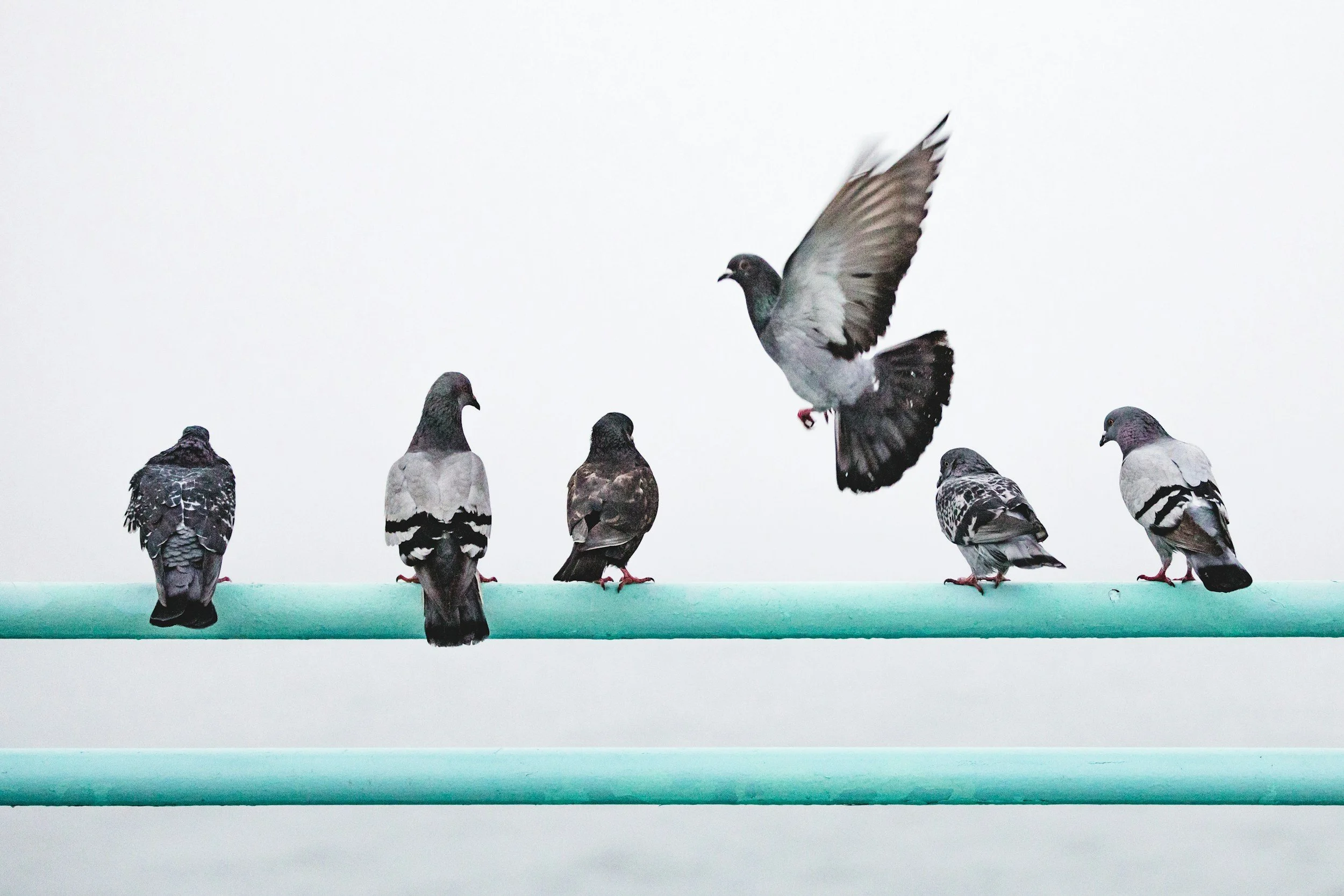 Six pigeons are perched on a green pipe, with one pigeon in mid-flight descending towards the others, set against a plain white background.