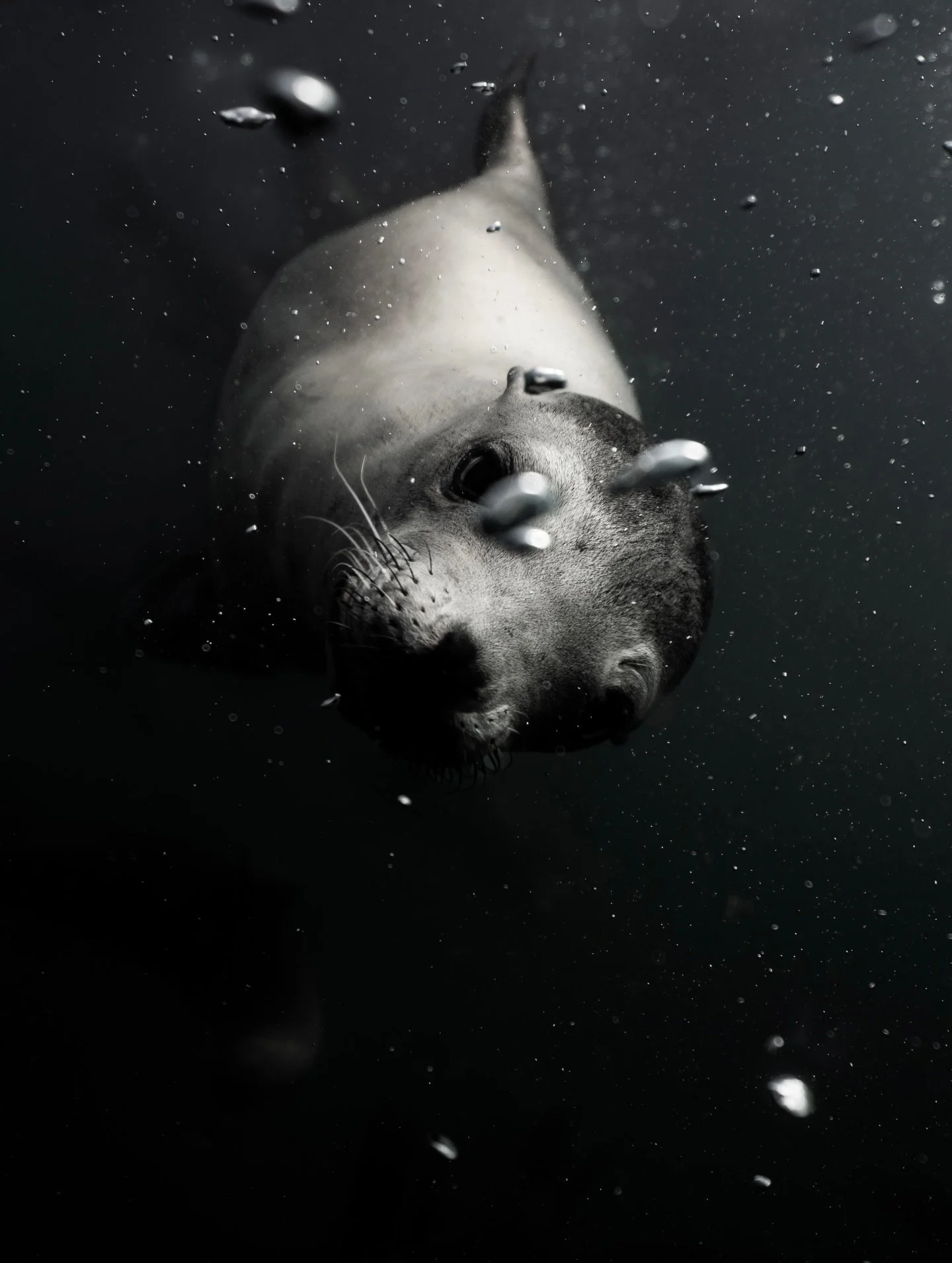 Curiosity meets the lens

#blackandwhitephotography #bnw_underwater #fineartphotography
#moodygrams #portraitoftheocean