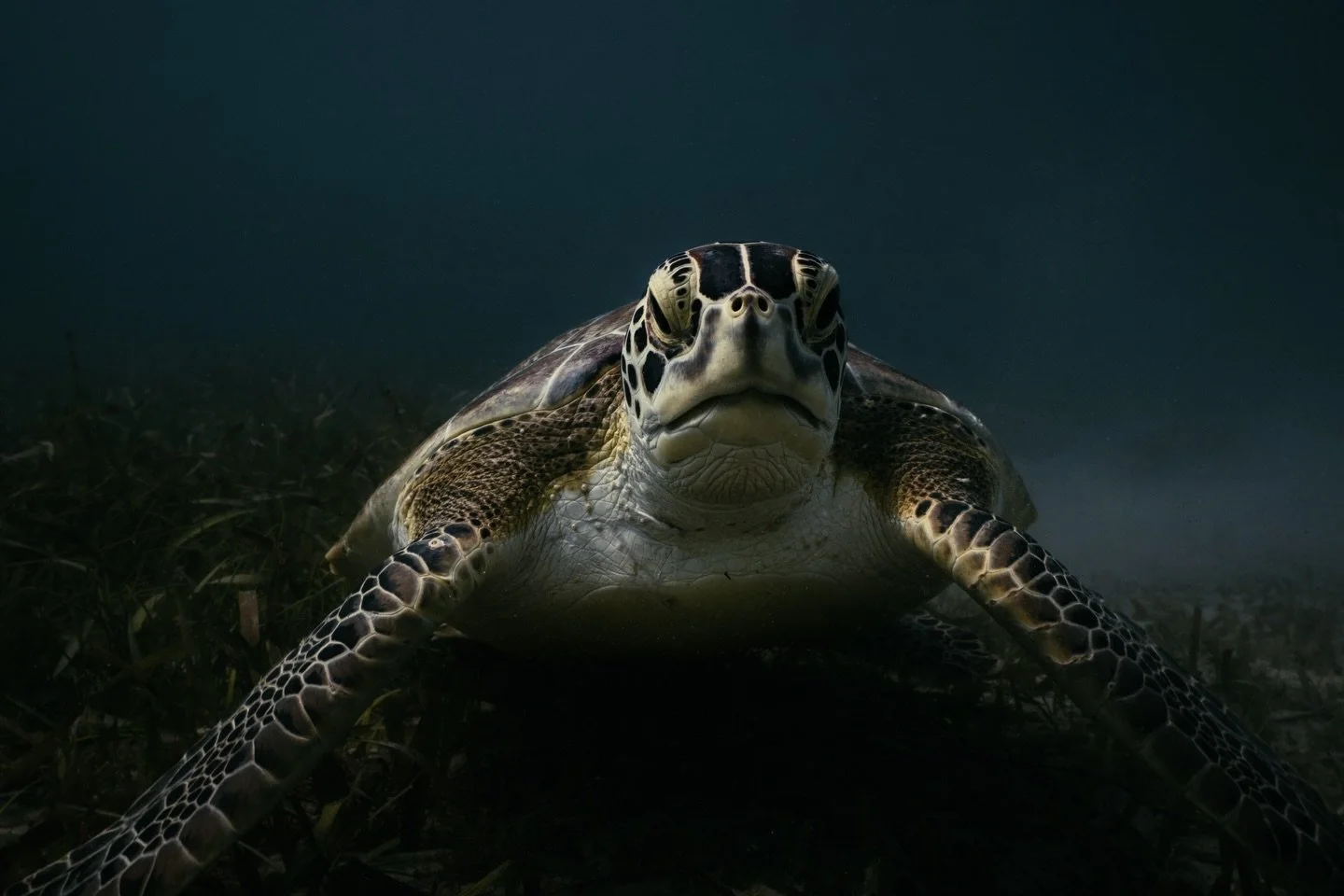 Up close &amp; personal 

One of my favorite subjects&mdash;zero rush, all vibes.

#seaturtle #marinelife #underwaterphotography #oceanvibes #blueworld