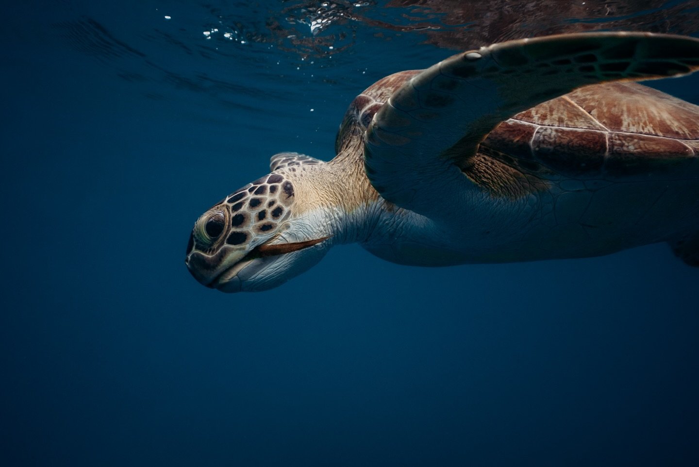 Foraging in the deep blue 💙

#photographer #underwaterphoto #seaturtle #marinelife #underwaterphotographer