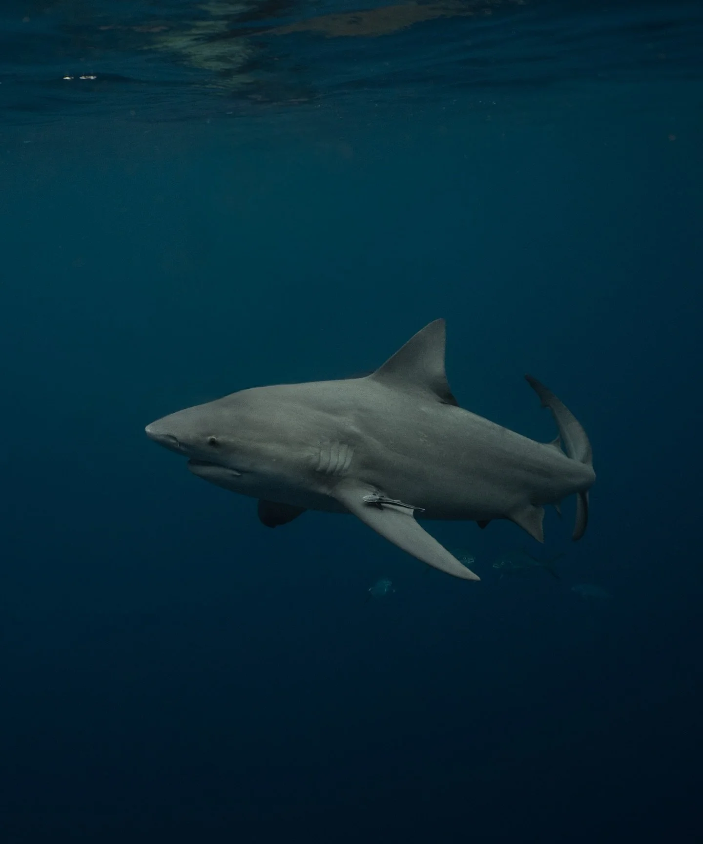 Same predator, different mood. 

#underwaterphotographers #oceanphotographer #sharks #photography #oceanlife