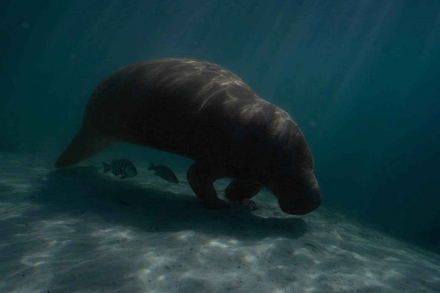 Swam out and found the gentlest giants 🥹✨

Nothing compares to floating beside wild manatees&hellip; 

and yes, I even got to swim over to see some of the babies I spotted 🫶🌊
#manatees #babyanimals #underwaterphoto #crystalriver #wildlifephoto