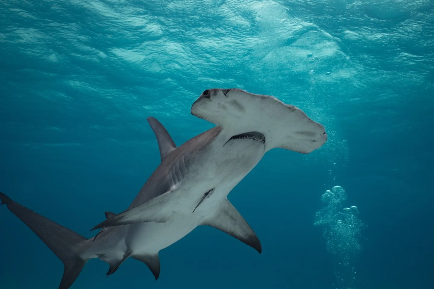 I&rsquo;ll never get used to moments like this 

#hammerhead #sharks #sharkdiving #underwaterphoto #underwaterlife