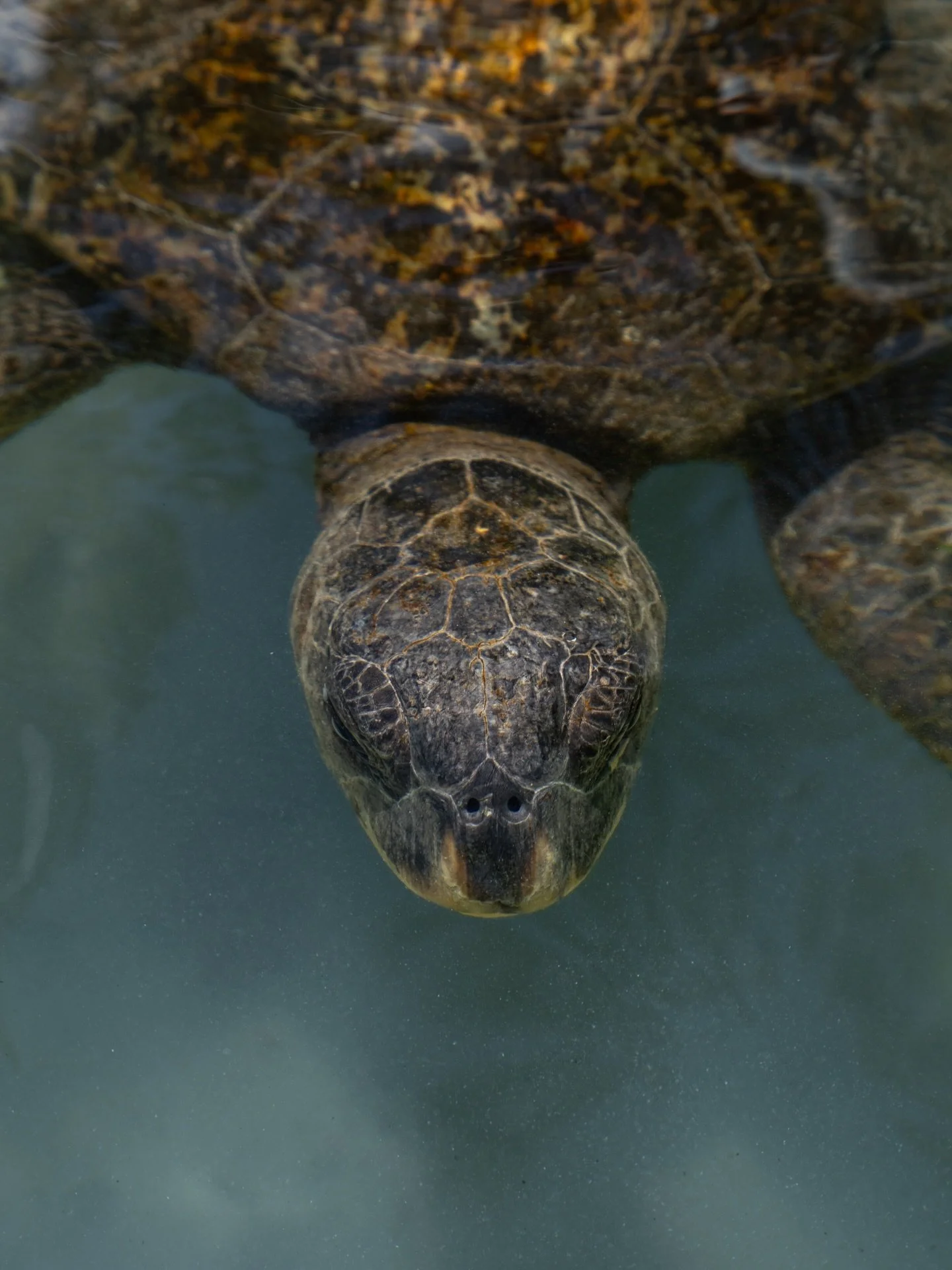 not a bad view today 🌊🐢

#seaturtle #turtle #wildlifephotographer #oceananimals #fy