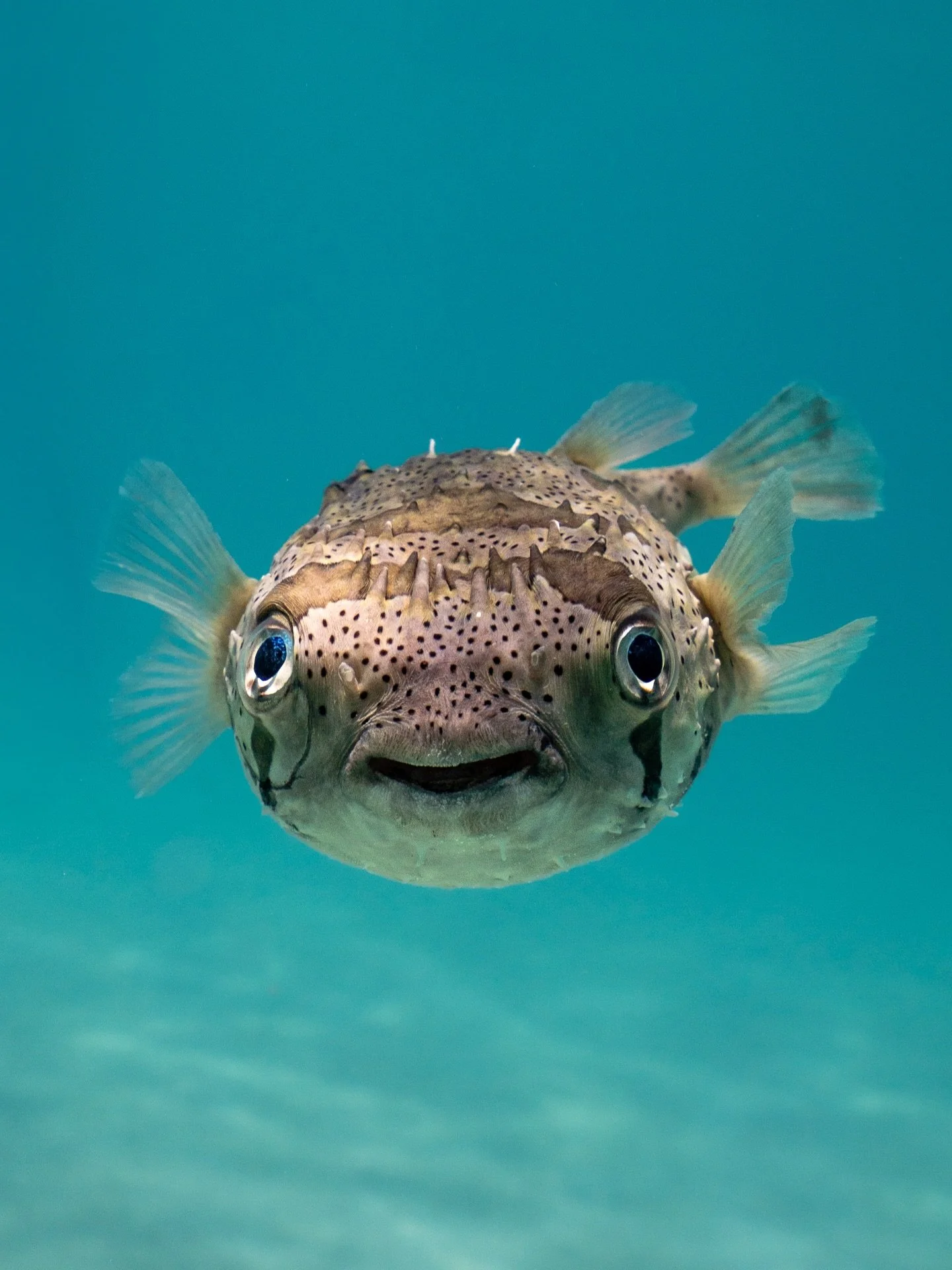 Counting porcupinefish > counting sheep

Have you ever seen so many!?🤯

#porcupinefish #baja #puffer #underwaterphoto #cuteanimals
