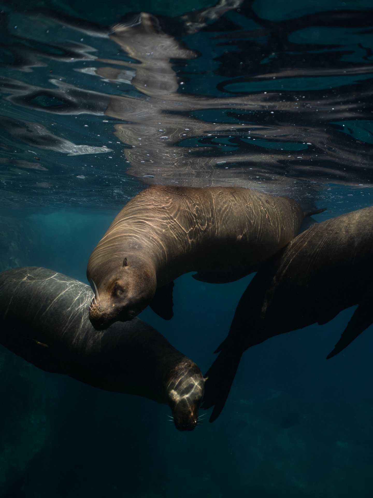 Los lobos de Baja 

#sealion #underwaterphotography #wildlifephotography #oceanlife #explorepage✨