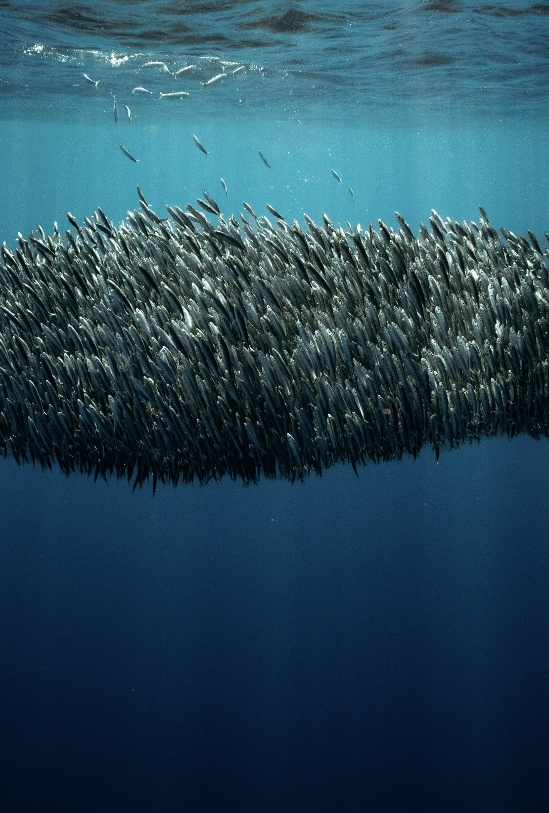 Screenshot 2025-12-29 at 2.32.12 PM.png