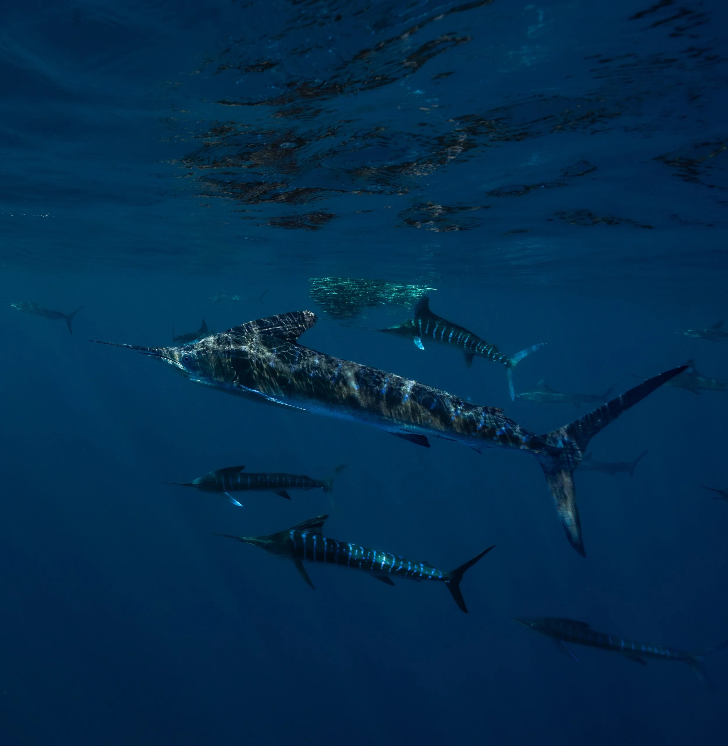 _DSC4171 8.30.24 PM.jpg