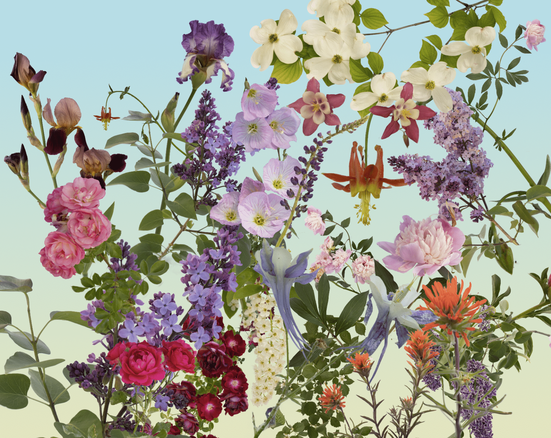 The Power of Pollinators