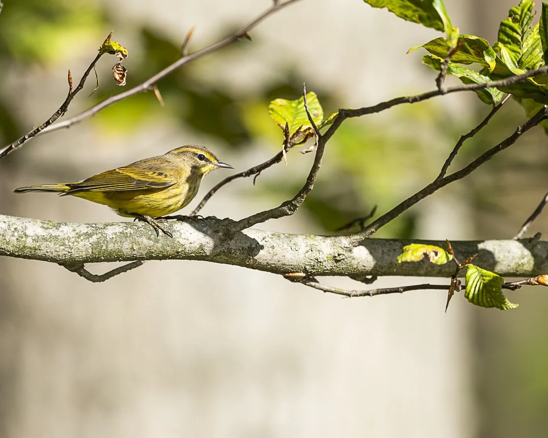 Spring Migration Bird Walk