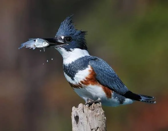 Learn about Kingfishers