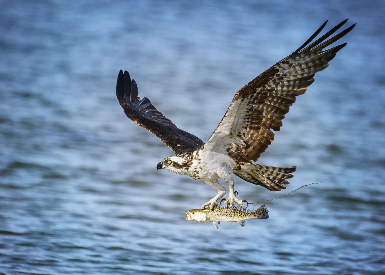 Ospreys: The Fishing Raptors (Lecture)