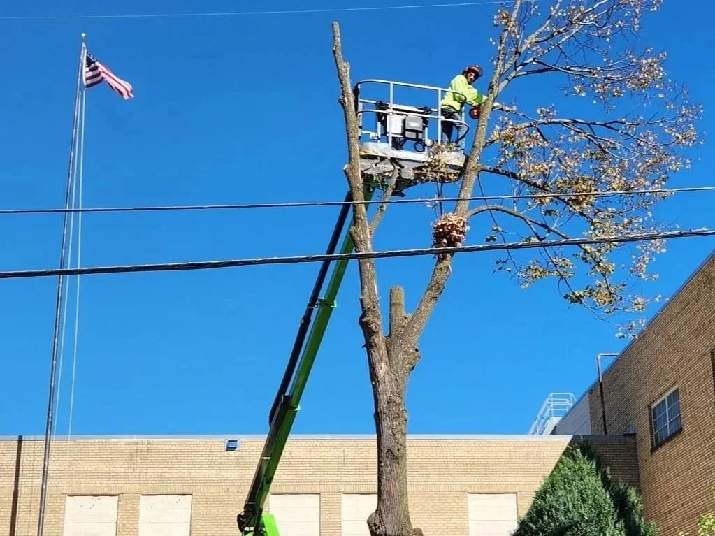 A worker in a safety vest and helmet is on a cherry picker trimming a tall tree next to a brick building, with an American flag on a flagpole in the background against a clear blue sky.