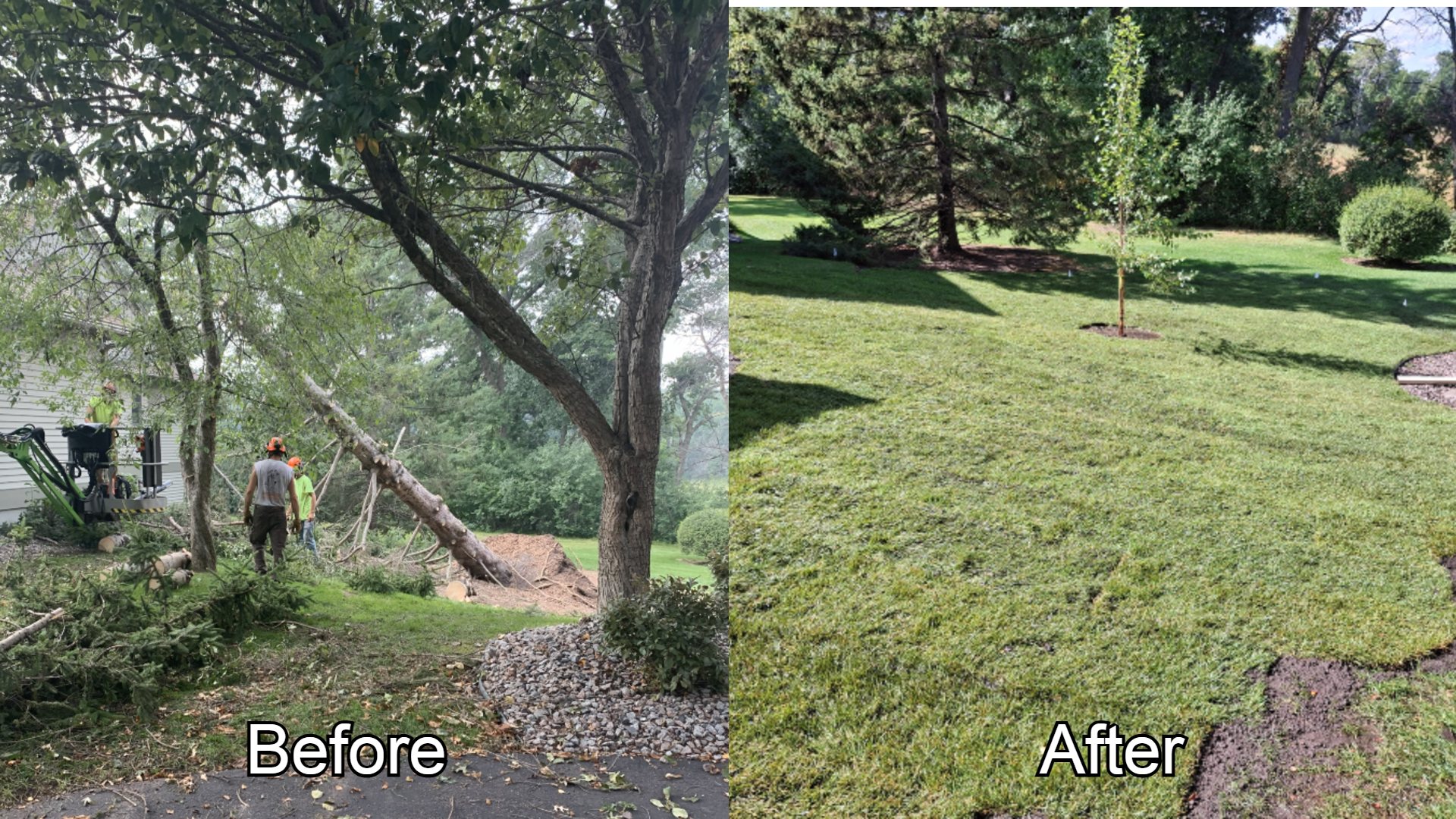 tree work website 1.png