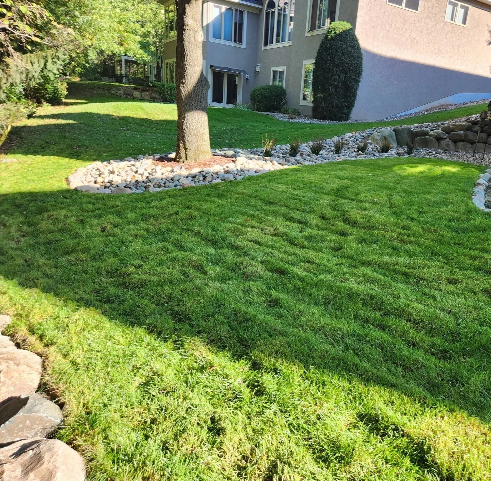 A landscaped backyard yard with green grass, a tree with a rock mulch bed, and a building in the background.