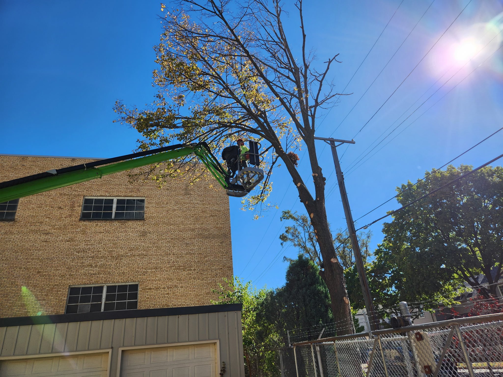 A worker in a cherry picker trimming a tall tree near power lines on a sunny day.