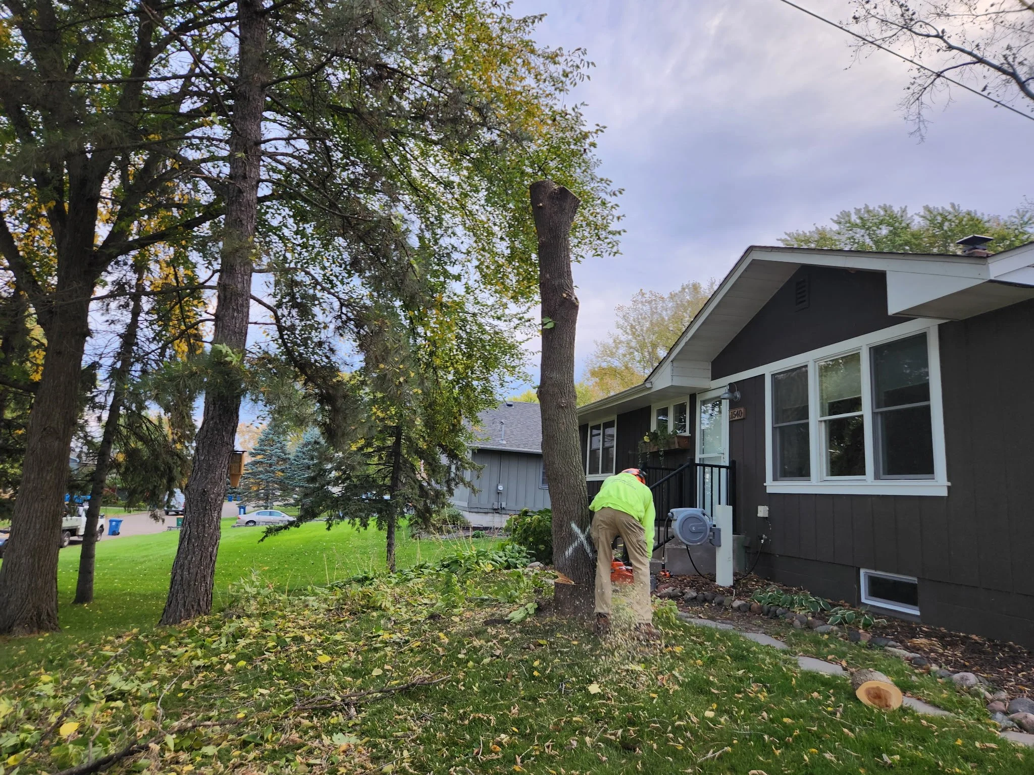 Man using a chainsaw to cut a tree in the front yard of a house, with fallen leaves and branches on the grass.