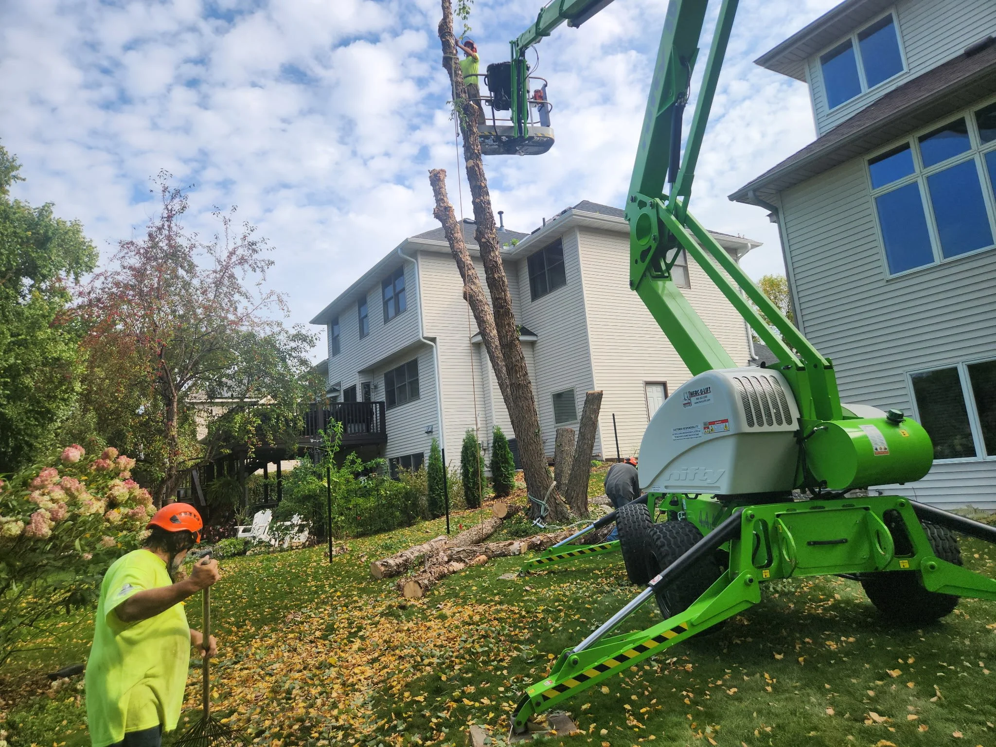 Worker in yellow shirt and orange helmet using a rake to clear fallen leaves in a backyard with a large tree being cut down and a green cherry picker lift nearby.