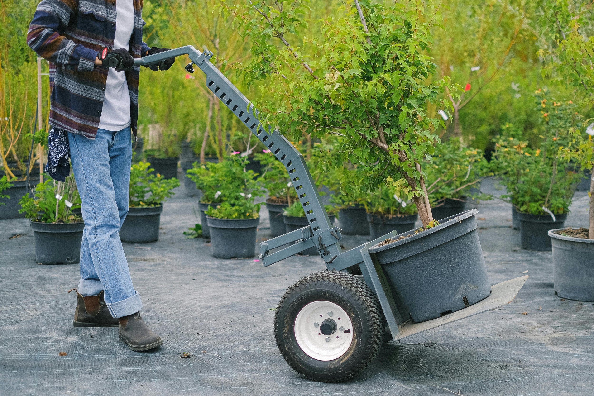 A person in jeans, a plaid jacket, and work boots pushing a wheelbarrow with a potted plant inside at a nursery or garden center.