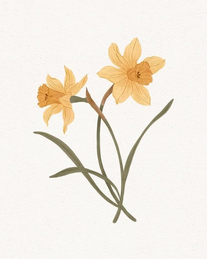 A botanical illustration of two yellow daffodil flowers with green leaves on a plain white background.
