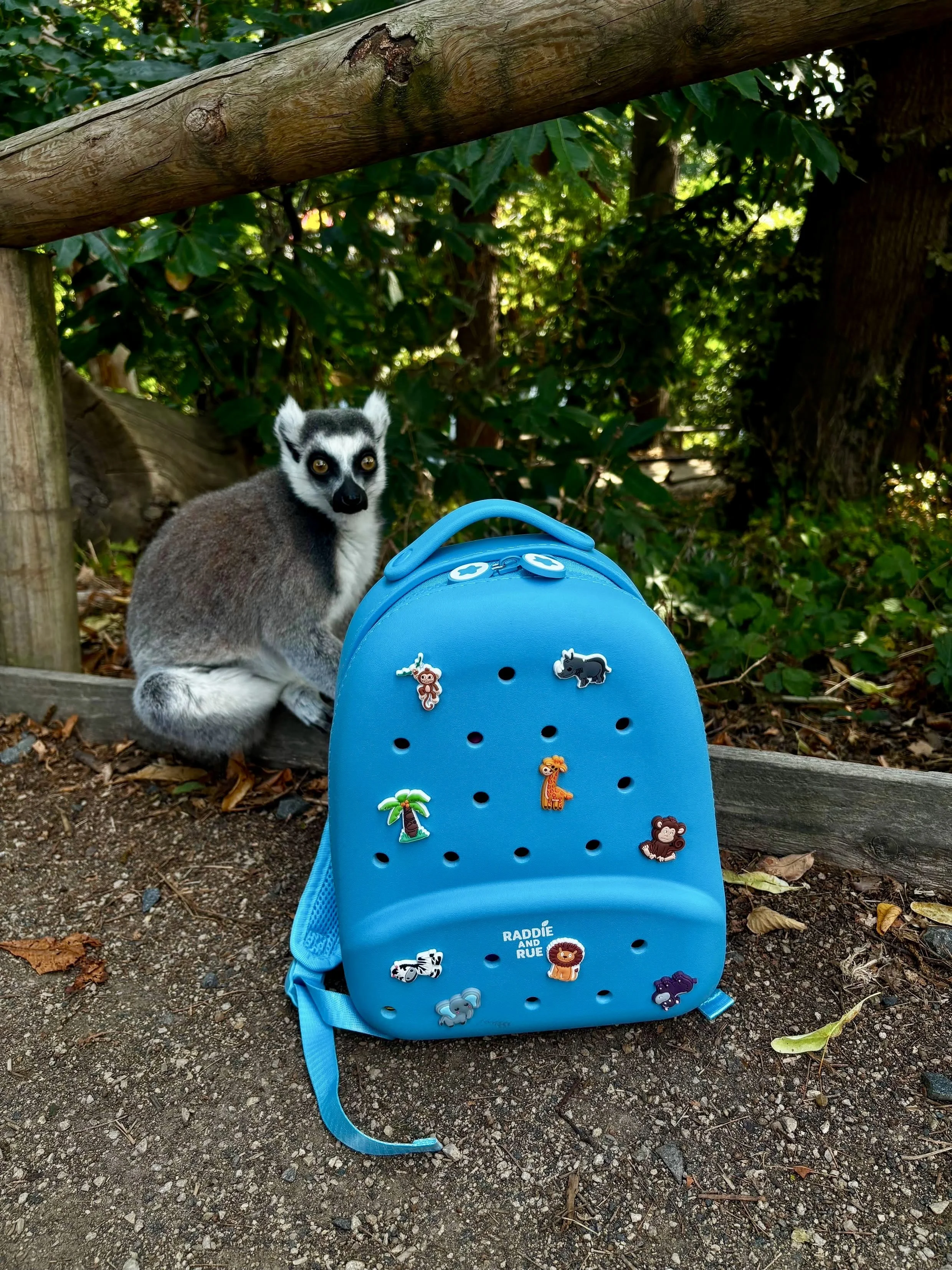 A young lemur with gray fur and black and white facial markings sitting on the ground next to a blue backpack decorated with animal-shaped pins, in a wooded outdoor area with dirt, fallen leaves, and dense green foliage in the background.
