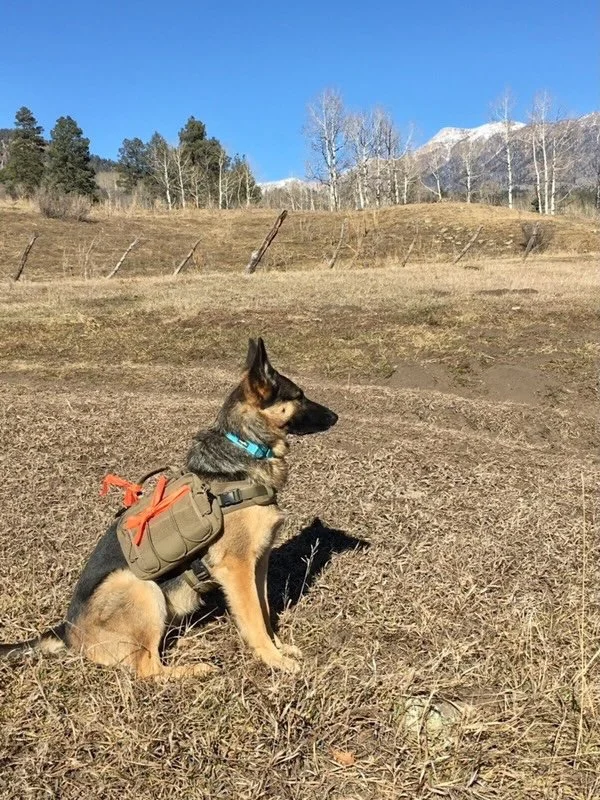 A German shepherd dog sitting on dry grass in a rural field, wearing a harness with a small bag attached, with a clear blue sky, leafless trees, and snow-capped mountains in the background.