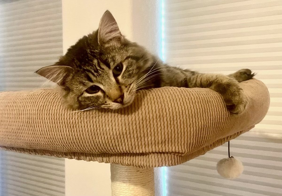 A brown tabby cat lying on a beige cat tree platform, resting its head and one paw over the edge.