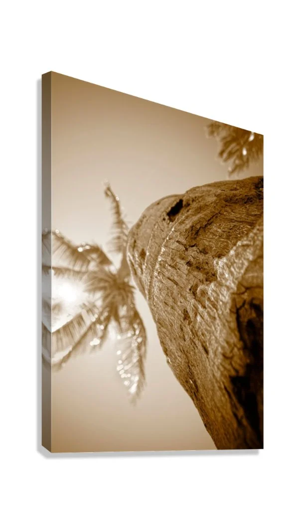 WeatheredPalm_Canvas2.jpg