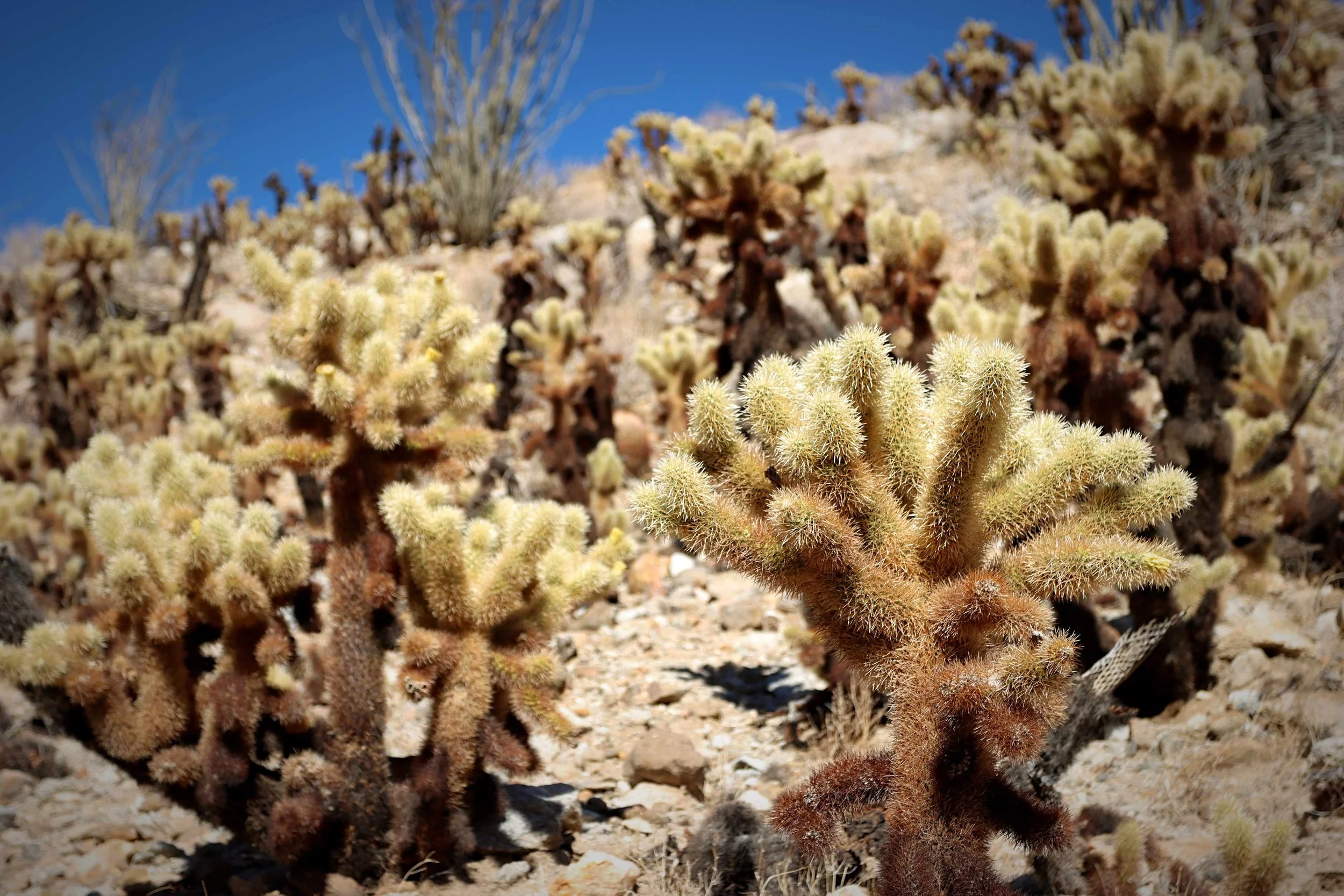 Cholla Garden