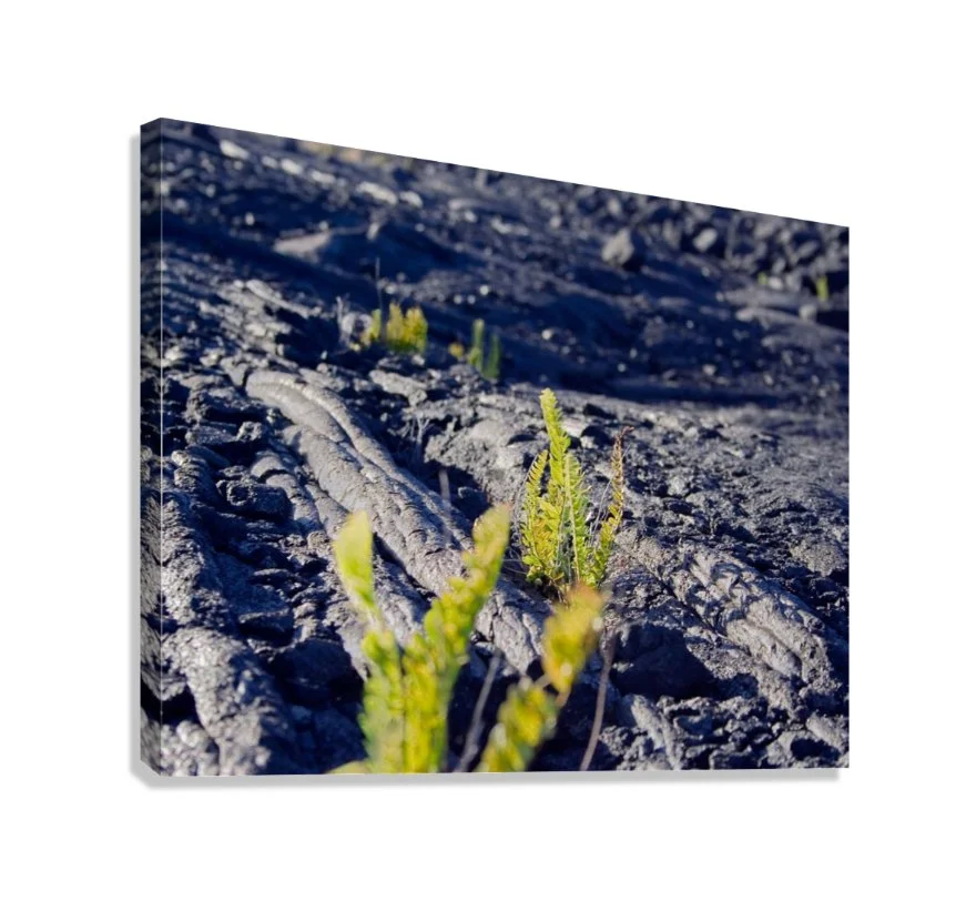 LavaFieldLife_Canvas2.jpg