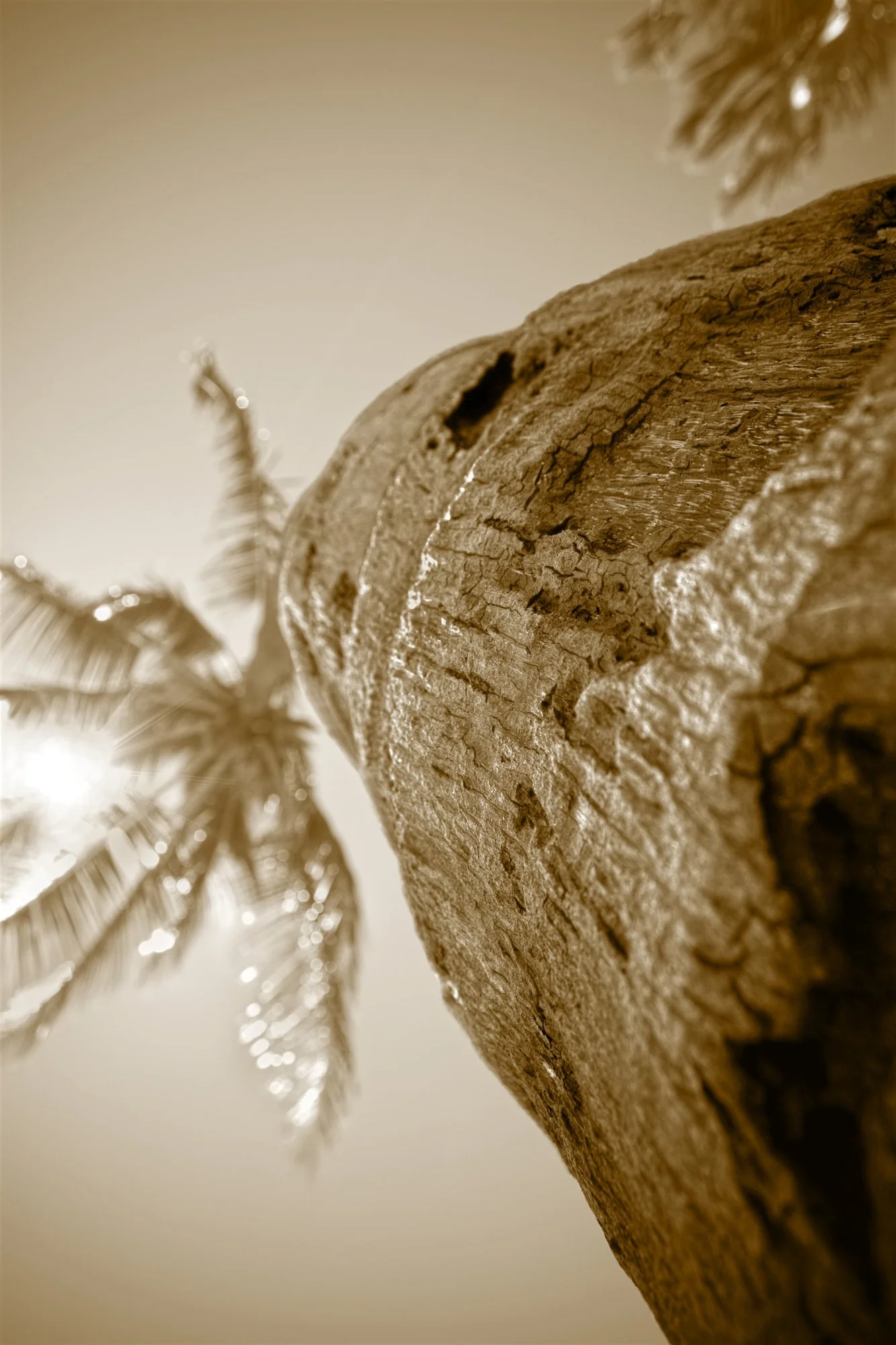 Weathered Palm