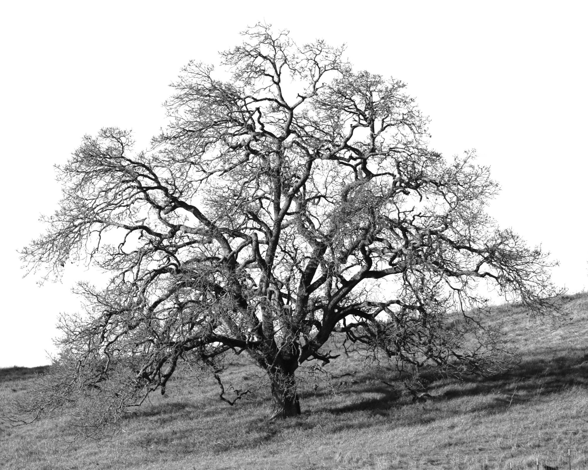 Lone Valley Oak
