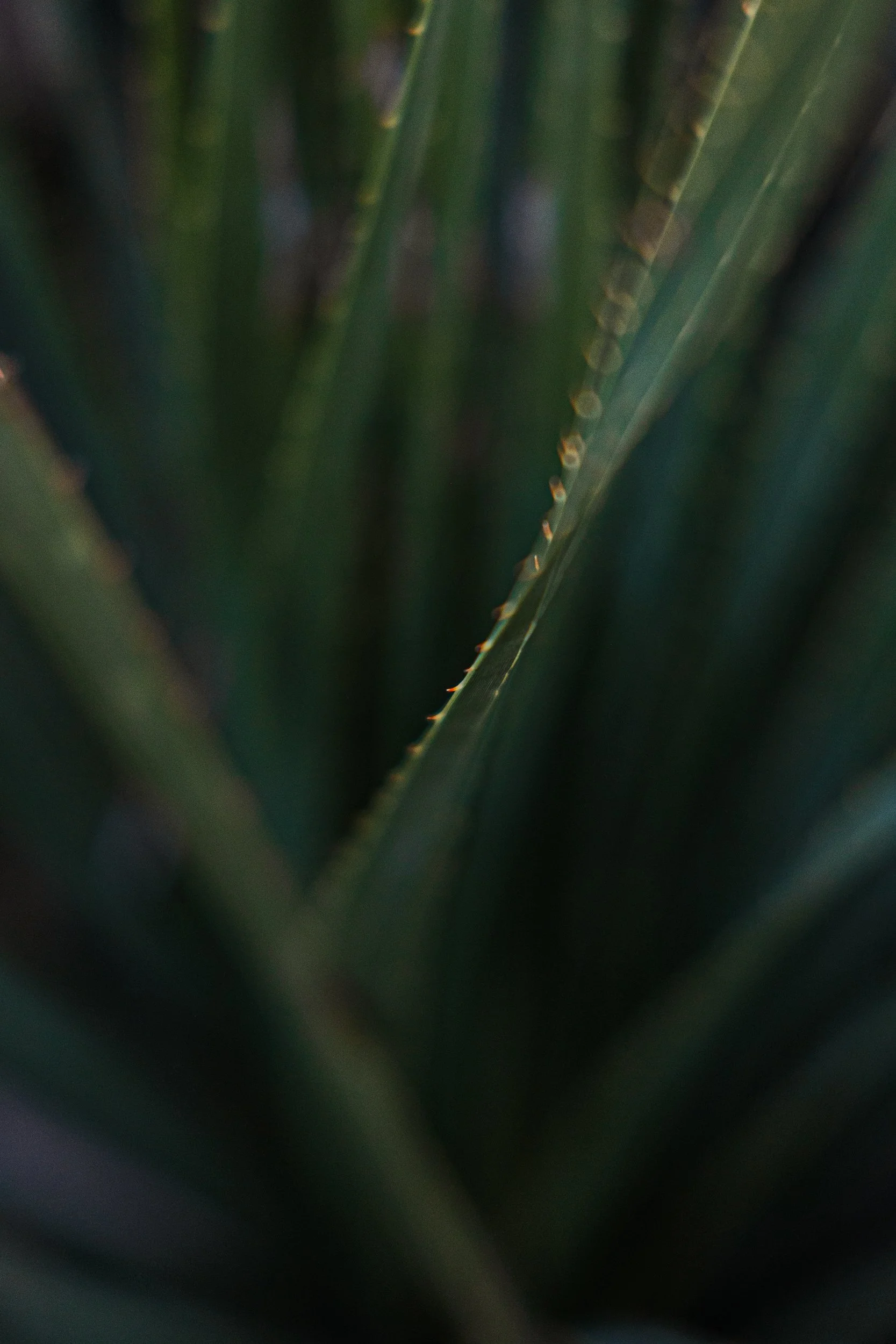 Fulton, Jill-1830.jpg