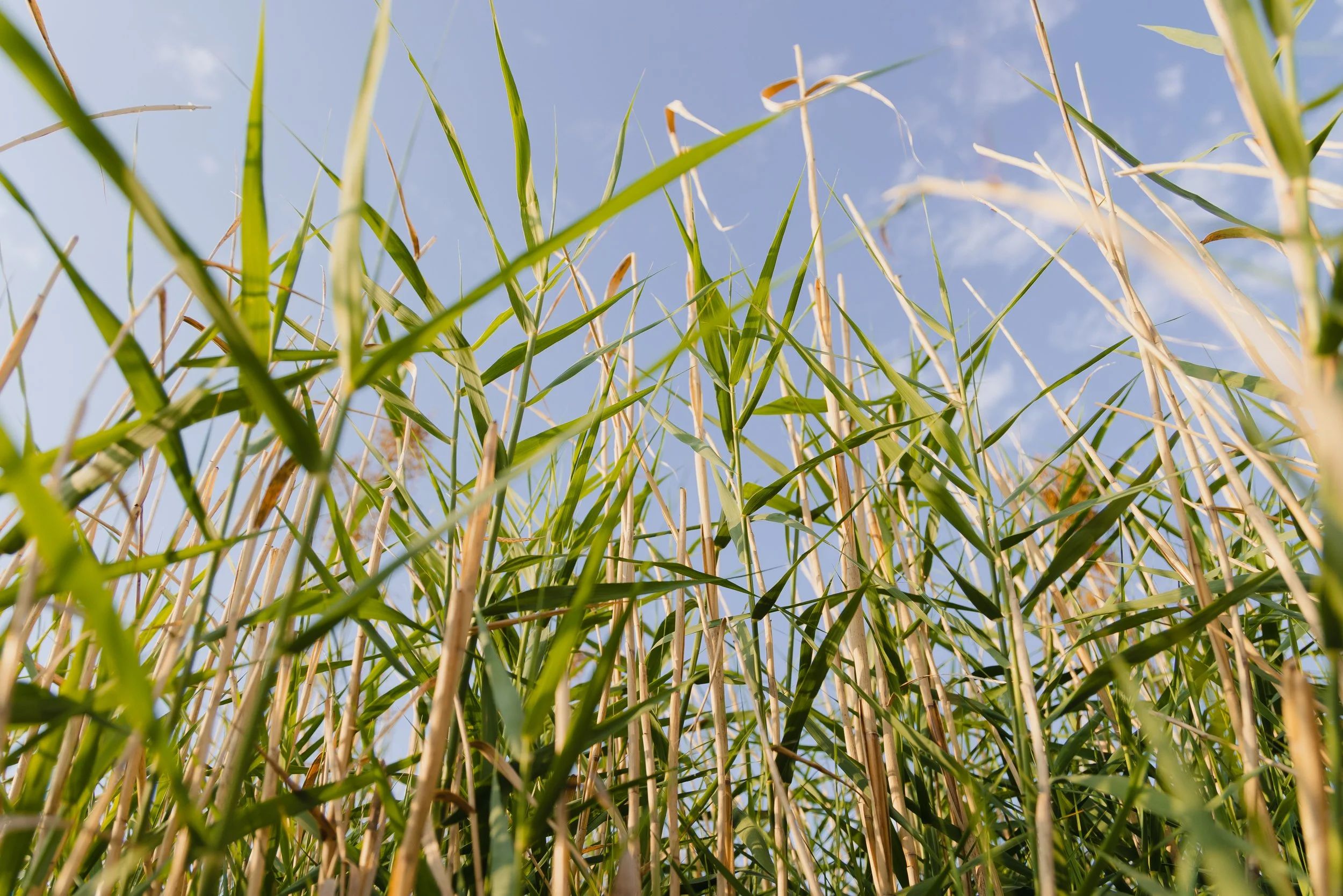 Fulton, Jill-2679.jpg