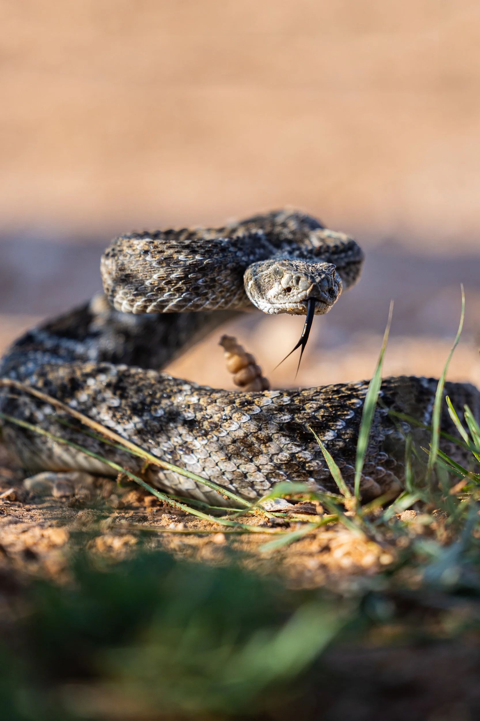 Fulton, Jill-5780.jpg